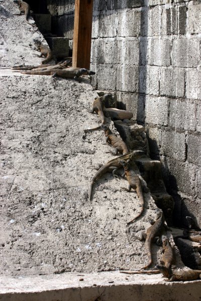 lots 'o lizards - Iguana Haven